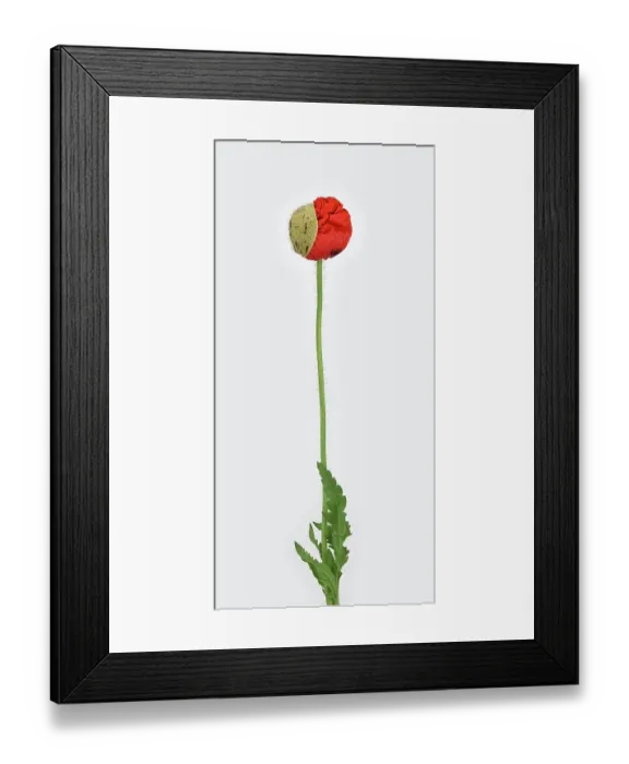 Framed Print : Poppy flowers (Papaver rhoeas), bud, leaf, stem, Germany Framed Print : Poppy flowers (Papaver rhoeas), bud, leaf, stem, Germany