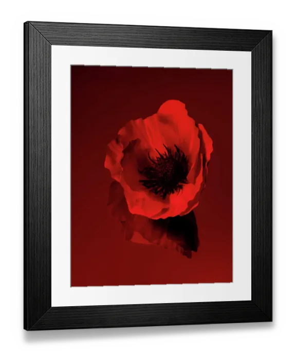 Framed Print : Single Red Poppy Framed Print : Single Red Poppy