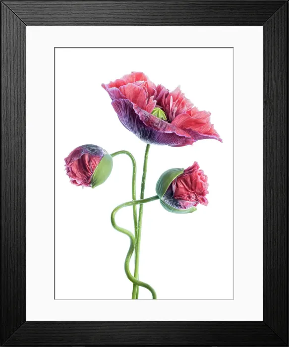 Framed Print : Poppy Portrait Framed Print : Poppy Portrait