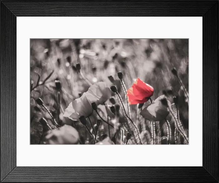 Framed Print : Rustic Poppy Artwork Framed Print : Rustic Poppy Artwork