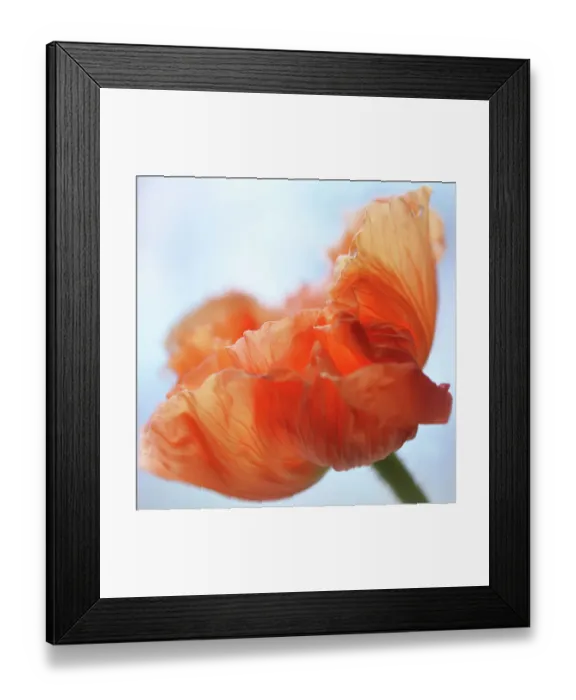Framed Print : orange poppy flower Framed Print : orange poppy flower