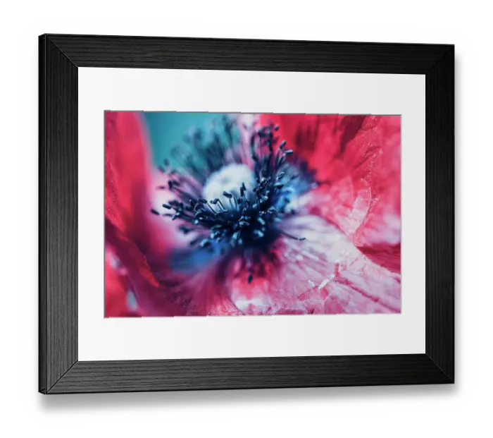 Framed Print : Extreme macro of a red poppy flower Framed Print : Extreme macro of a red poppy flower