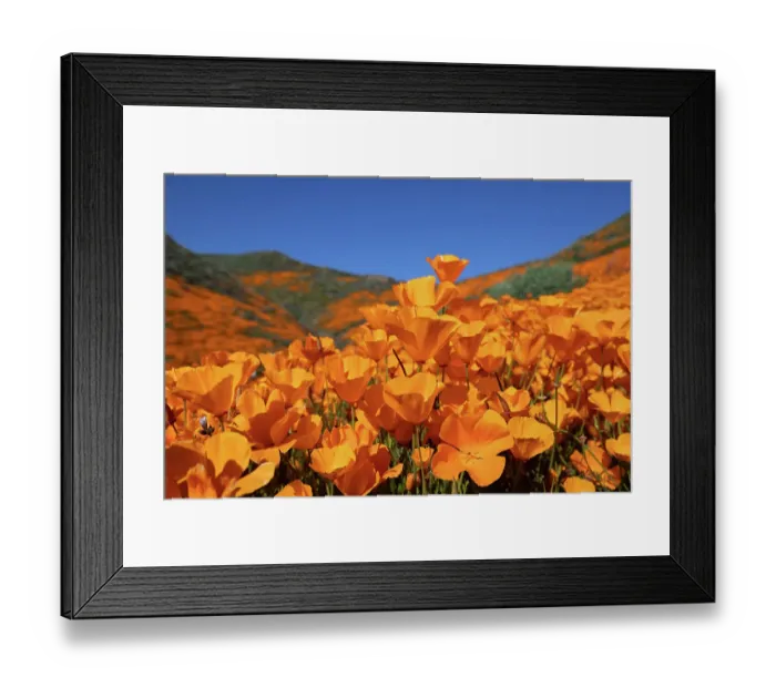 Framed Print : California Golden Poppy blooming in spring, Walker Canyon near Lake Elsinore, CA Framed Print : California Golden Poppy blooming in spring, Walker Canyon near Lake Elsinore, CA