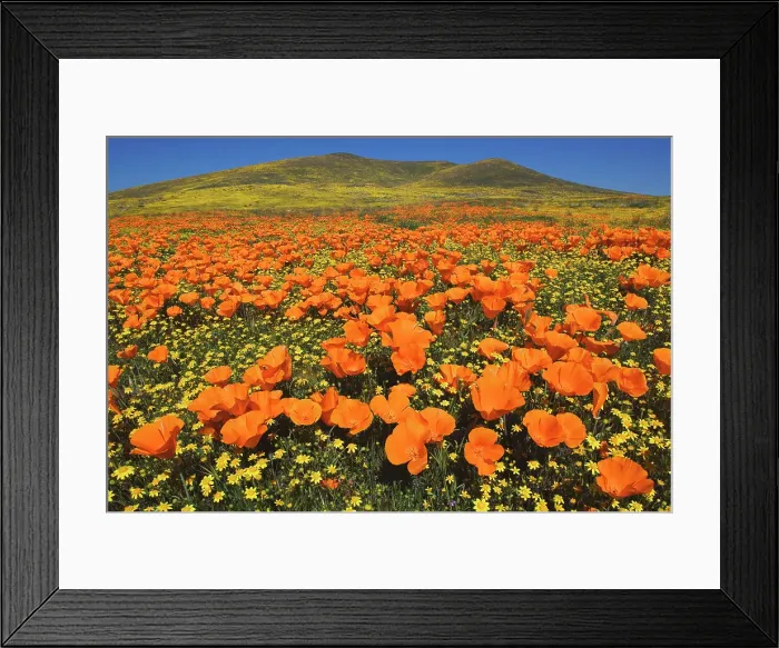 Framed Print : USA, California, Antelope Valley, California golden poppies Framed Print : USA, California, Antelope Valley, California golden poppies