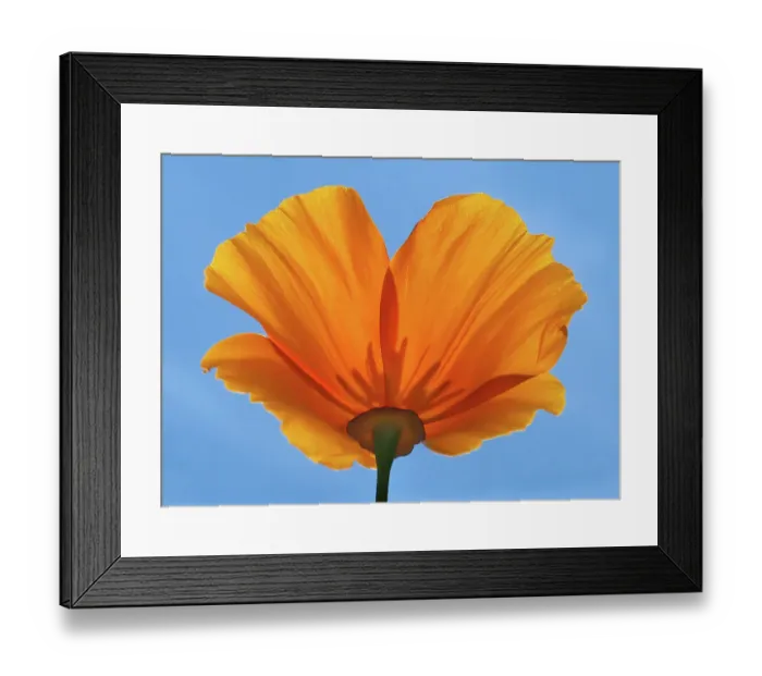 Framed Print : sunny poppy from below
