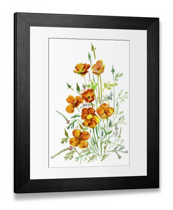 Framed Print : California Poppy watercolor Framed Print : California Poppy watercolor