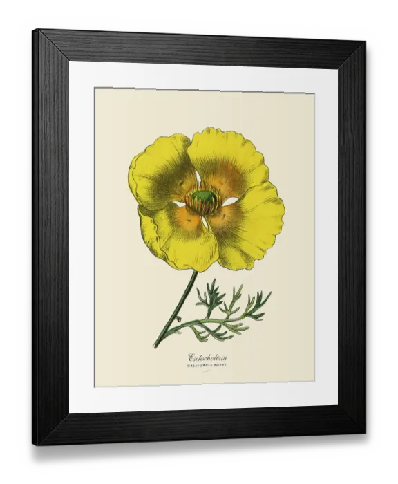 Framed Print : Eschscholtzia or California Poppy, Victorian Botanical Illustration Framed Print : Eschscholtzia or California Poppy, Victorian Botanical Illustration
