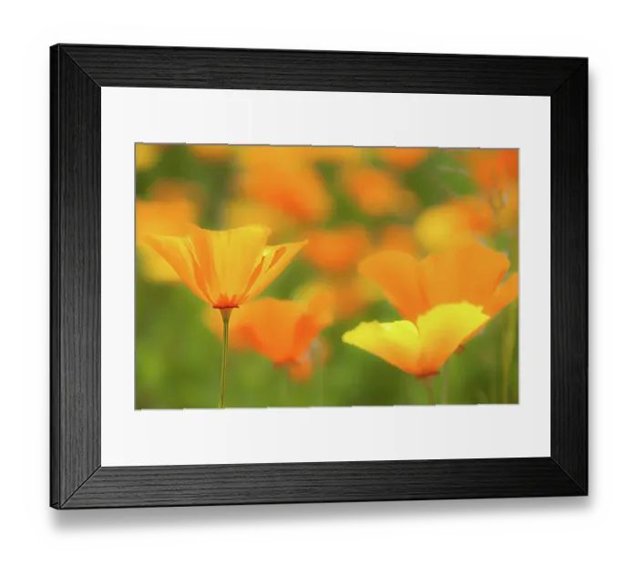Framed Print : Californian poppy