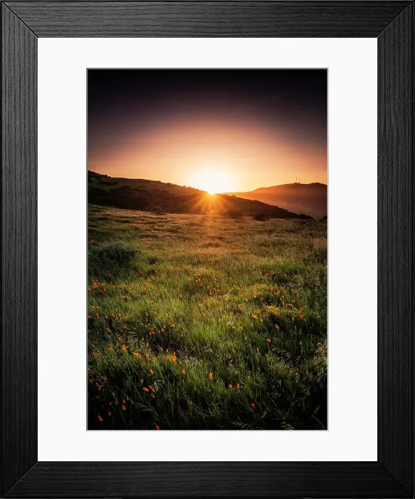 Framed Print : Golden State Poppies Framed Print : Golden State Poppies