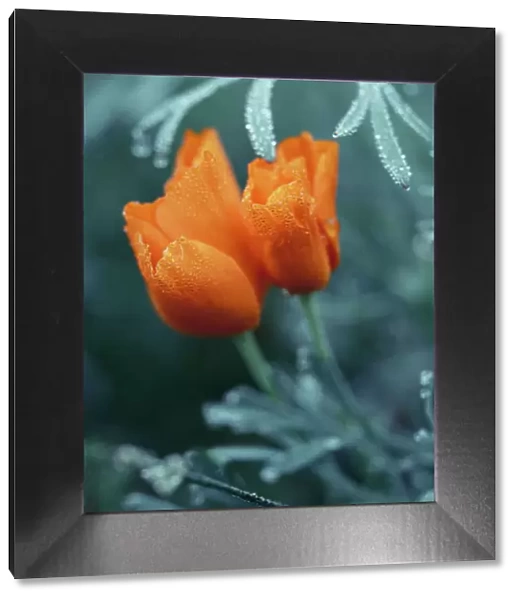 Close-up eschscholzia flower with morning dew. Wet orange color flowers