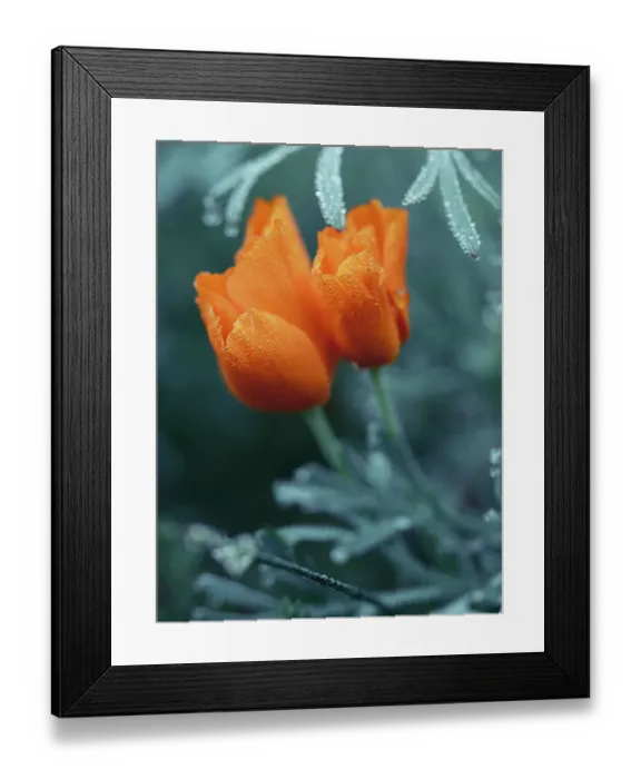 Framed Print : Close-up eschscholzia flower with morning dew. Wet orange color flowers