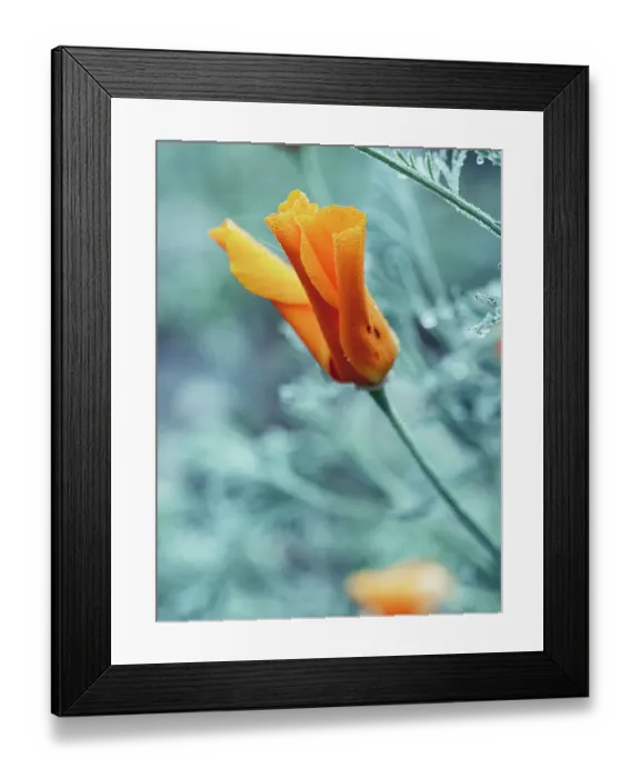 Framed Print : Close-up eschscholzia flower with morning dew. Wet orange color flowers Framed Print : Close-up eschscholzia flower with morning dew. Wet orange color flowers