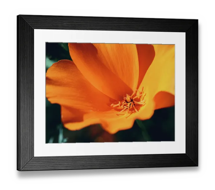 Framed Print : Close-up eschscholzia flower at summer morning. Bright orange color flowers Framed Print : Close-up eschscholzia flower at summer morning. Bright orange color flowers