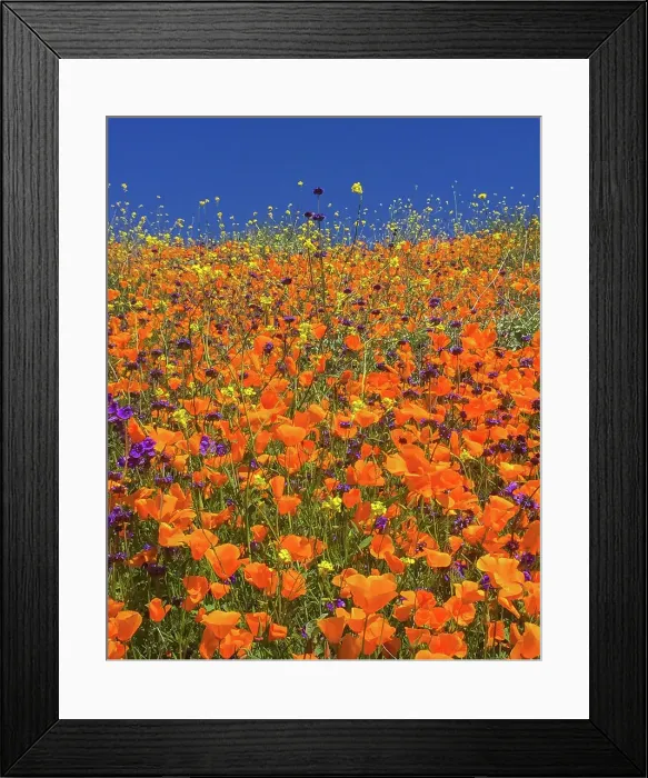 Framed Print : Spring Poppies Bloom Framed Print : Spring Poppies Bloom