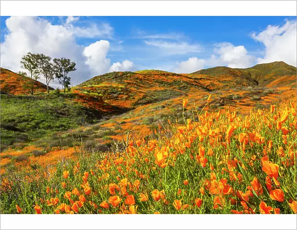 California poppies blooming in the hills of Lake Elsinore