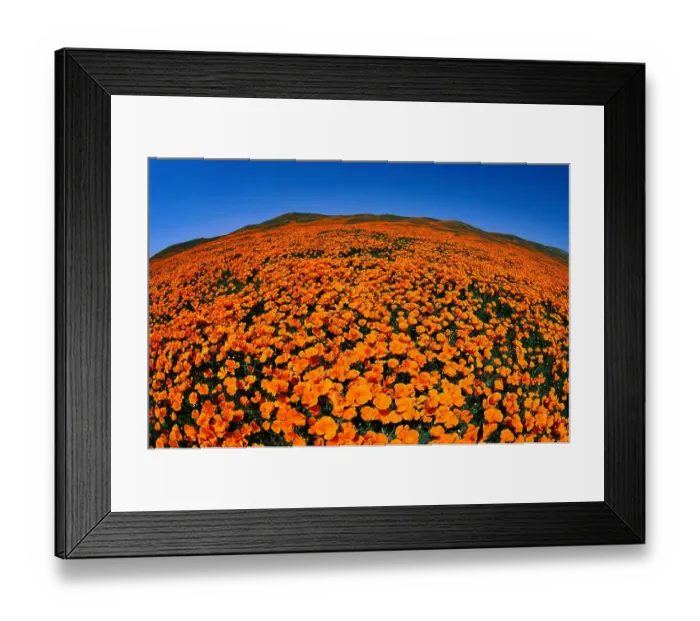 Framed Print : California Poppy Reserve Framed Print : California Poppy Reserve