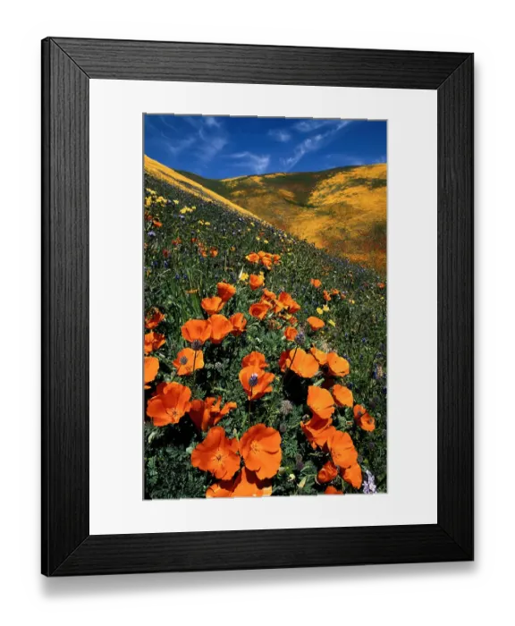 Framed Print : California Poppies Framed Print : California Poppies