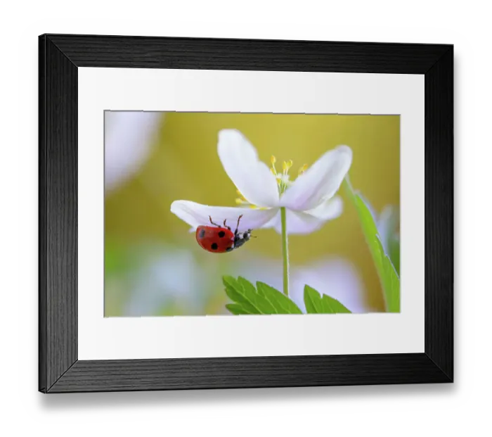 Framed Print : Ladybug climbing on Wood Anemone Framed Print : Ladybug climbing on Wood Anemone