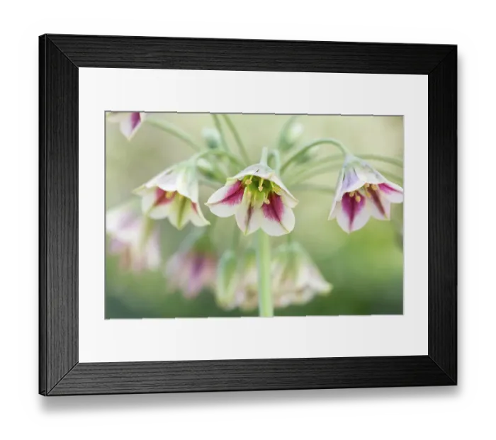 Framed Print : Nectaroscordum (Sicillian honey garlic)