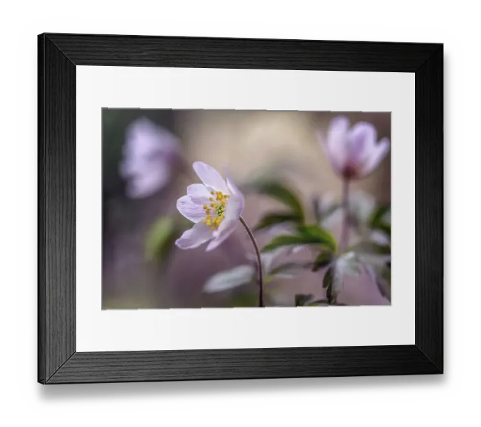 Framed Print : Wood Anemone (Nemorosa) Framed Print : Wood Anemone (Nemorosa)