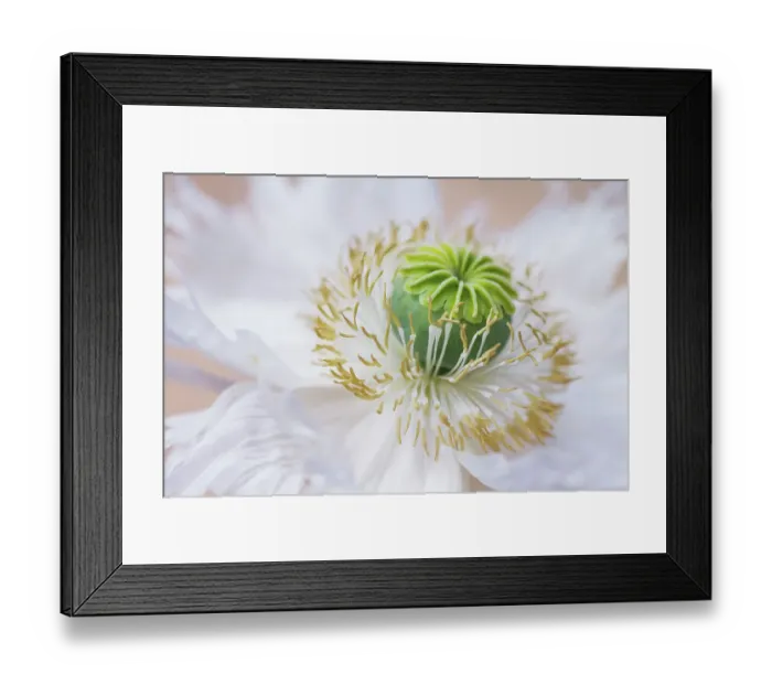 Framed Print : Oriental Papaver / Poppy Framed Print : Oriental Papaver / Poppy