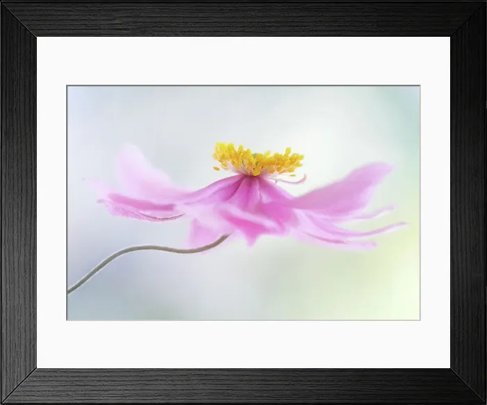 Framed Print : Japanese Anemone Framed Print : Japanese Anemone