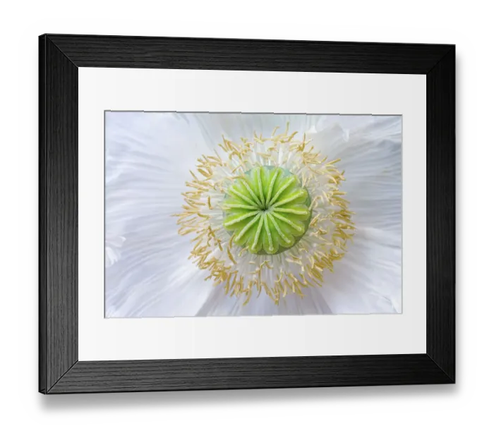Framed Print : Oriental Papaver / Poppy Framed Print : Oriental Papaver / Poppy