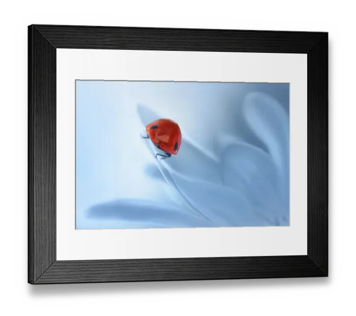 Framed Print : Ladybug resting on blue flower Framed Print : Ladybug resting on blue flower