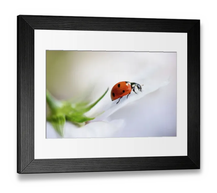 Framed Print : Coccinellidae Septempuntata, commonly known as a ladybird or Ladybug resting on a Cosmos flower Framed Print : Coccinellidae Septempuntata, commonly known as a ladybird or Ladybug resting on a Cosmos flower