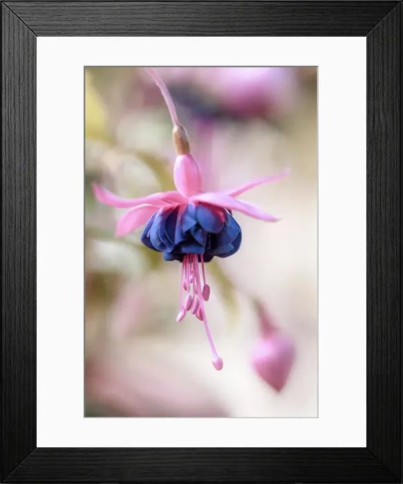 Framed Print : Fuchsia. Close up of a fuchsia flower Framed Print : Fuchsia. Close up of a fuchsia flower