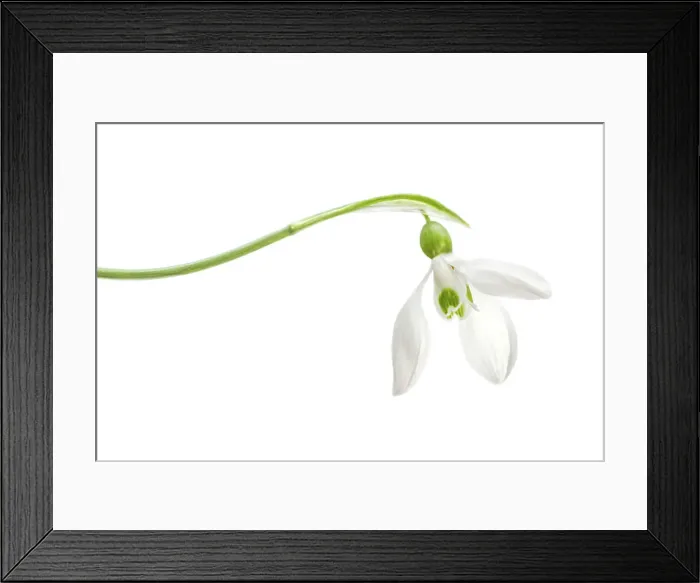Framed Print : Snowdrop. Galanthus Nivalis, commomly known as the Snowdrop Framed Print : Snowdrop. Galanthus Nivalis, commomly known as the Snowdrop