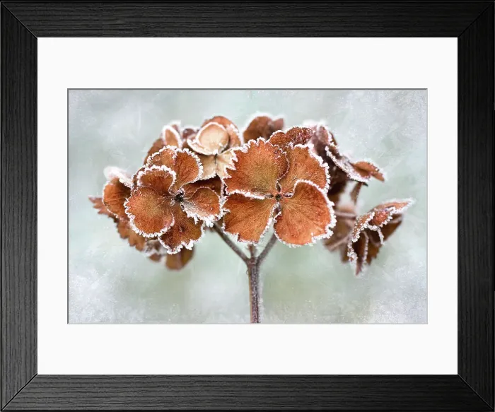 Framed Print : Frosty hydrangea Framed Print : Frosty hydrangea