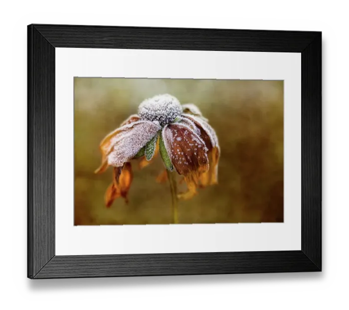 Framed Print : Frosty Rudbeckia Framed Print : Frosty Rudbeckia