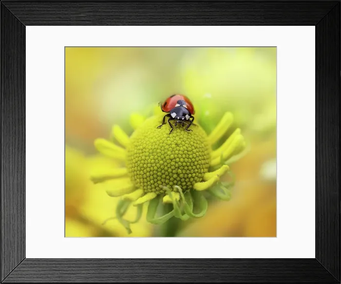 Framed Print : Ladybird resting atop of an Helenium flower Framed Print : Ladybird resting atop of an Helenium flower
