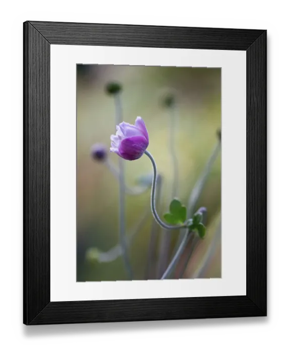 Framed Print : Japanese Anemone
