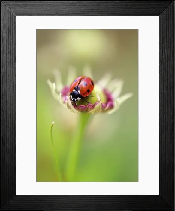 Framed Print : Summer Lady Framed Print : Summer Lady