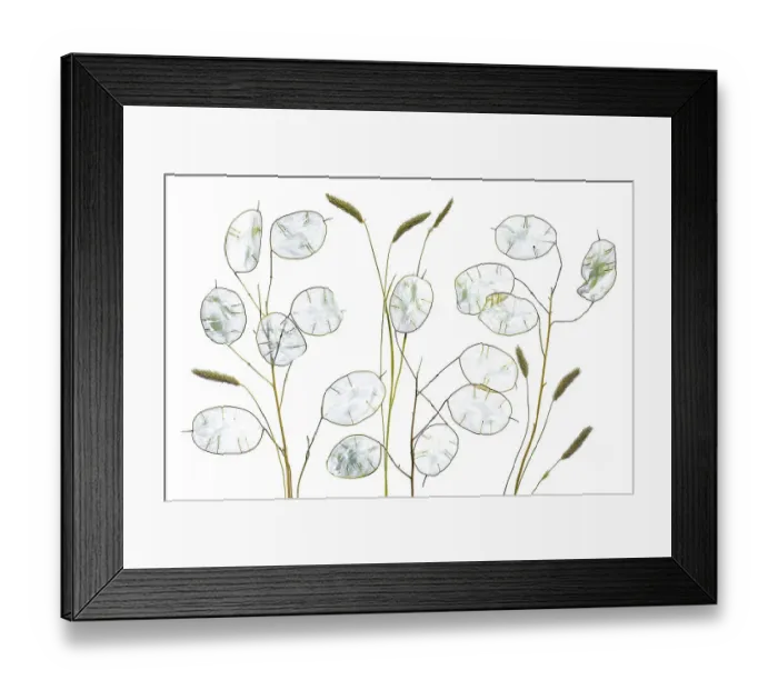 Framed Print : Lunaria seed pods on white Framed Print : Lunaria seed pods on white