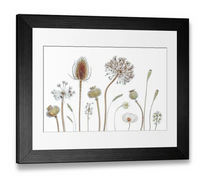 Framed Print : Botanics. Plant seedheads on white background Framed Print : Botanics. Plant seedheads on white background