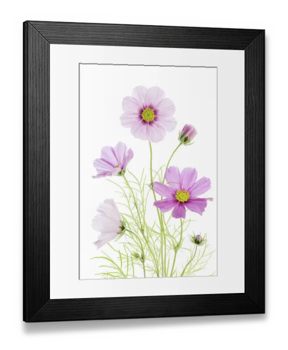 Framed Print : Cosmos flowers Framed Print : Cosmos flowers