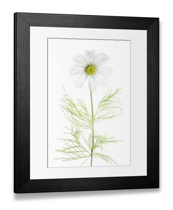 Framed Print : Cosmos flowers Framed Print : Cosmos flowers