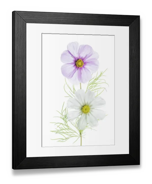 Framed Print : Cosmos flowers Framed Print : Cosmos flowers