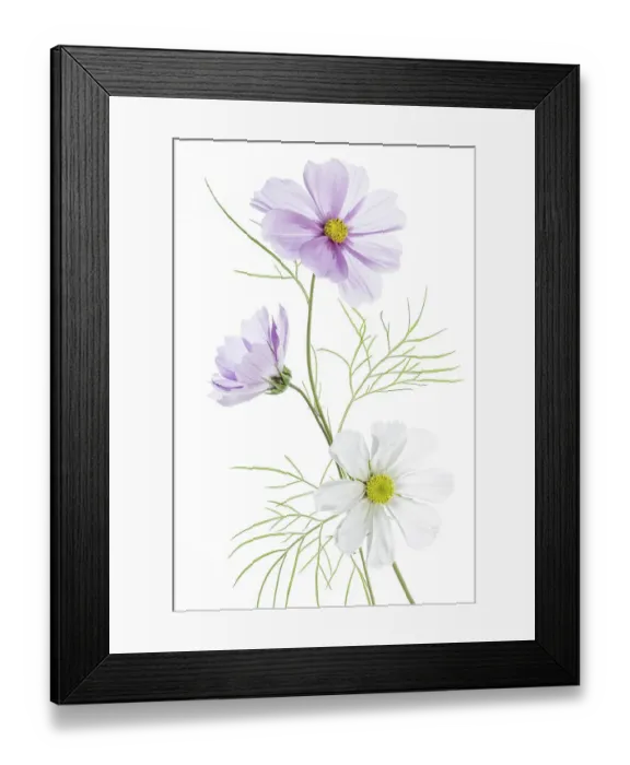 Framed Print : Cosmos flowers Framed Print : Cosmos flowers