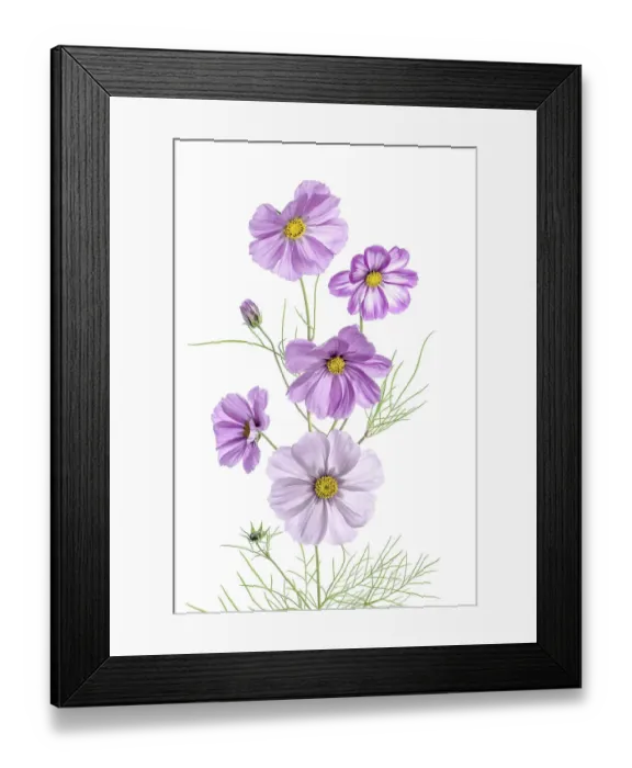 Framed Print : Cosmos flowers Framed Print : Cosmos flowers