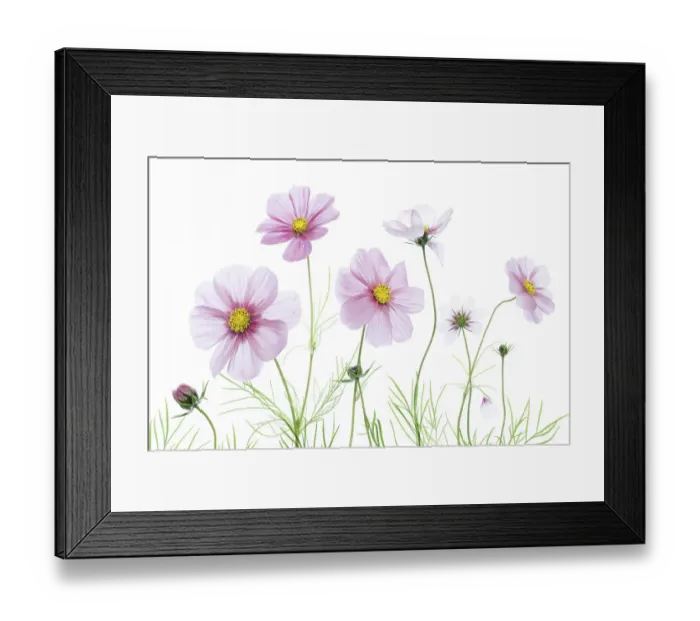 Framed Print : Cosmos flowers Framed Print : Cosmos flowers