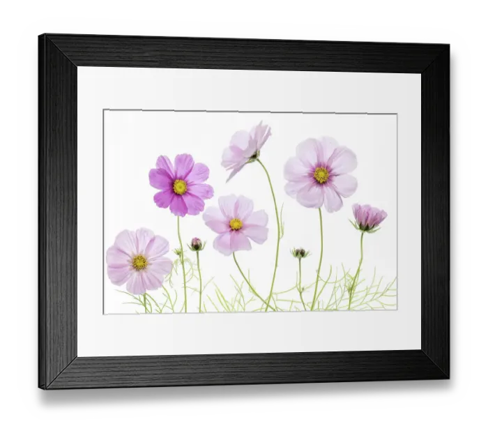 Framed Print : Cosmos flowers Framed Print : Cosmos flowers