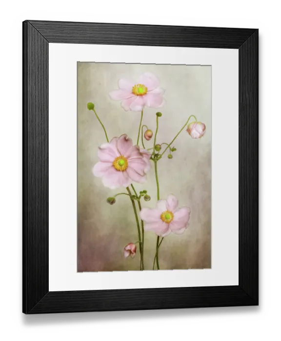 Framed Print : Anemone. Japanese Anemone still life Framed Print : Anemone. Japanese Anemone still life