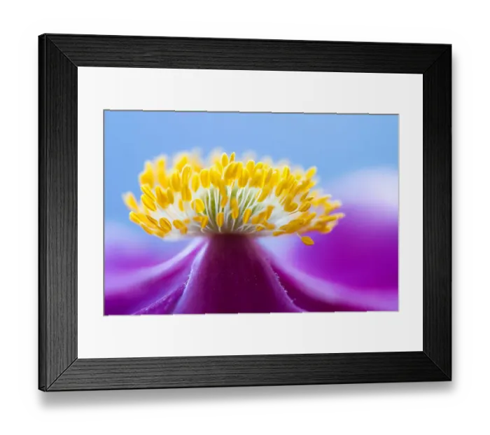 Framed Print : Volcano. Close up of an Anemone flower Framed Print : Volcano. Close up of an Anemone flower