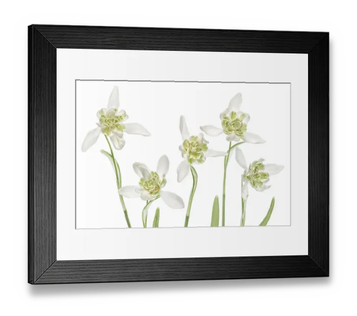 Framed Print : Snowdrops. Close up of the beautiful Spring flowering Double Snowdrop Galanthus Framed Print : Snowdrops. Close up of the beautiful Spring flowering Double Snowdrop Galanthus