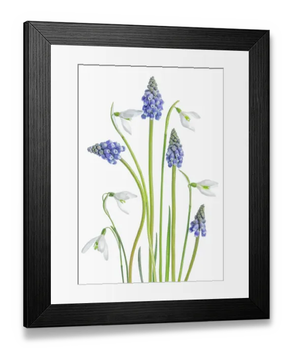 Framed Print : Snowdrops and Grape Hyacinth Framed Print : Snowdrops and Grape Hyacinth
