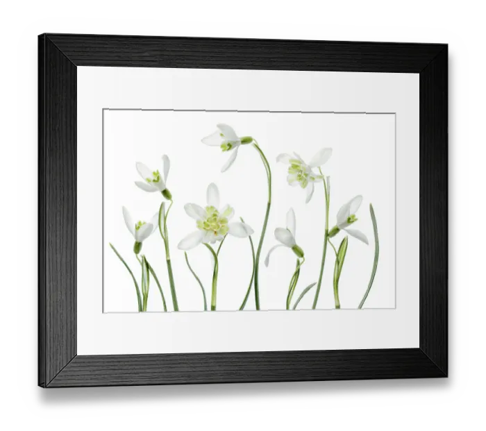 Framed Print : Snowdrops. An arrangement of beautiful Spring flowering Snowdrop Galanthus Nivalis Framed Print : Snowdrops. An arrangement of beautiful Spring flowering Snowdrop Galanthus Nivalis